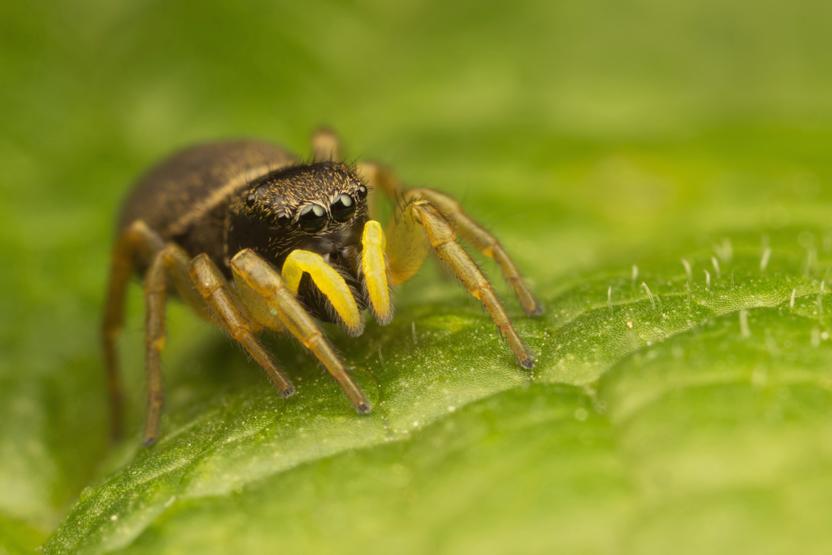 Jumping Spider - Heliophanus flavipes 1